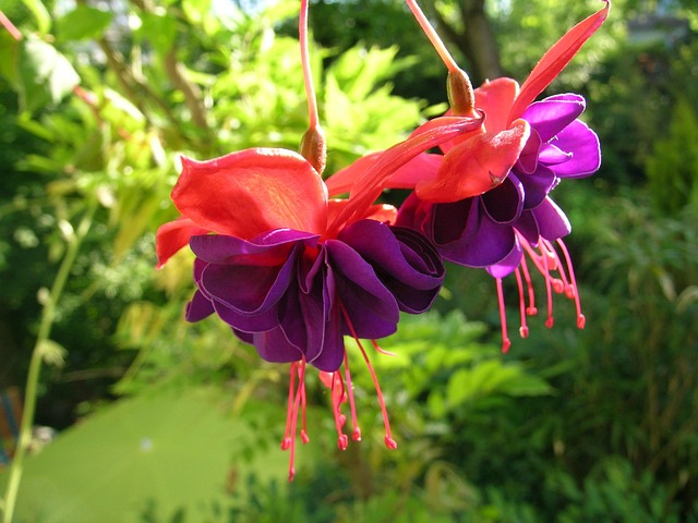 Blomstre, Blomst, Natur, Blomst Baggrund