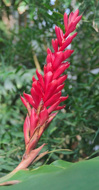 Free Flower Botanical Garden photo and picture