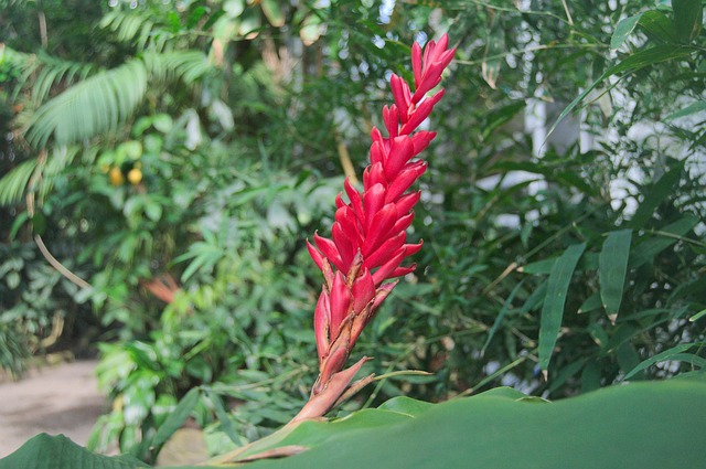 Free Flower Botanical Garden photo and picture