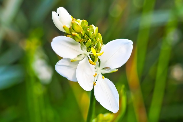Iris, Neuseelandiris, Flor, Planta