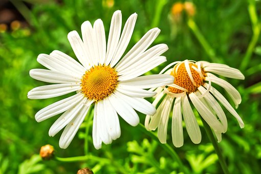 Meadows Margerite, Marguerite