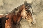 horse, head, art