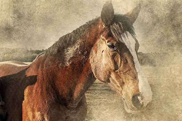 Free horse head art illustration