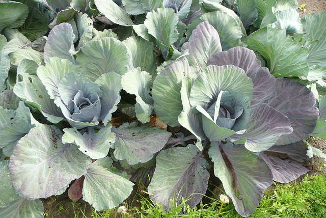 Free Cabbage Fresh photo and picture