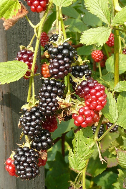 Free Blackberry Blackberries photo and picture