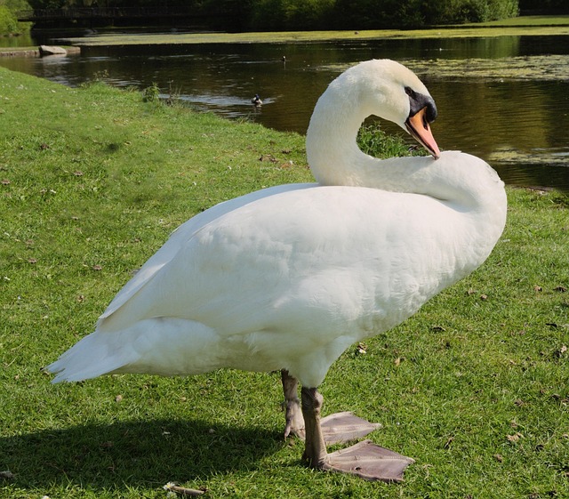 Free Schwann Pond photo and picture