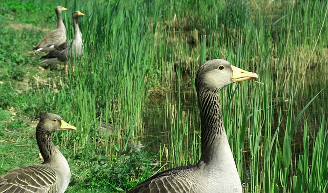 Free Goose Greylag Goose photo and picture