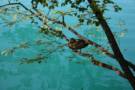 Ente, Baum, Wasser, Natur, Bunt