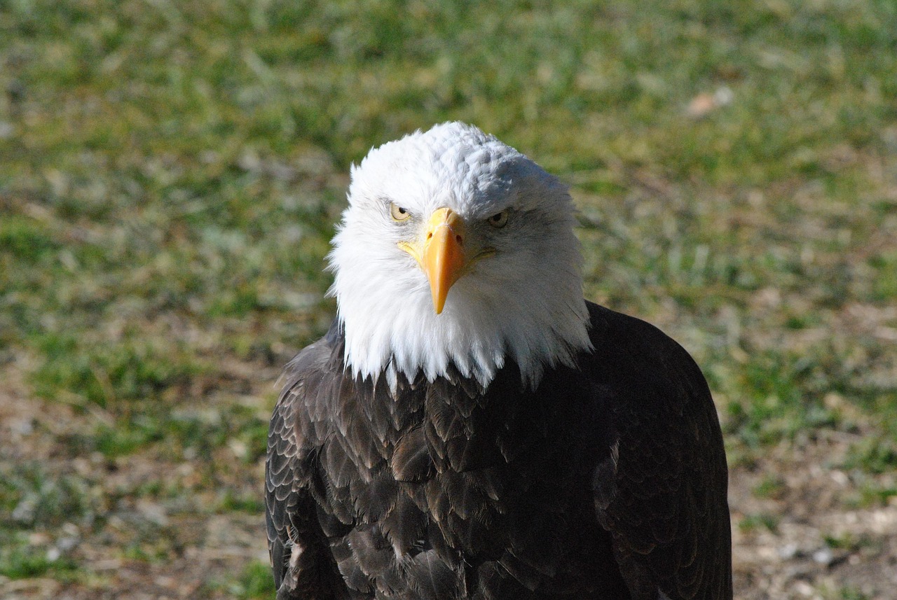 Eagle Example Eagle Nature Bird - Free photo on Pixabay - Pixabay