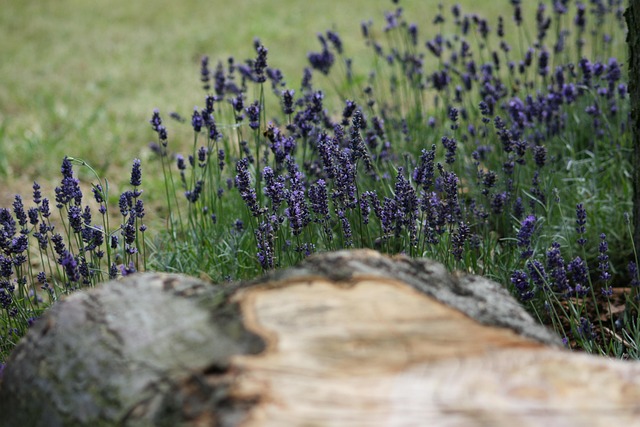 Free Lavender Log photo and picture