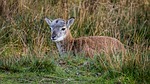 muflon, cub, young