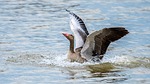 goose big, bird, wings