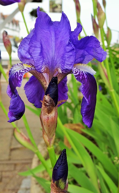 Free Iris Purple photo and picture