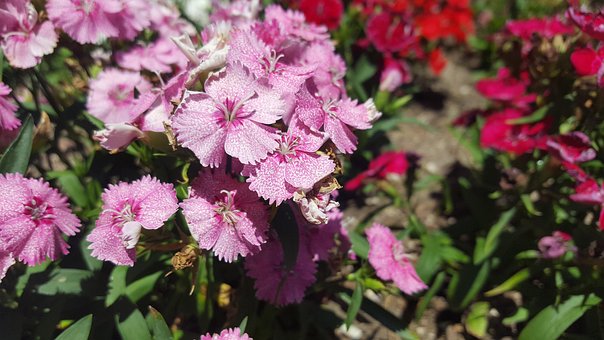 Free Flowers Nature photo and picture