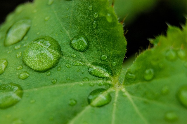 Free Drops Close Up photo and picture