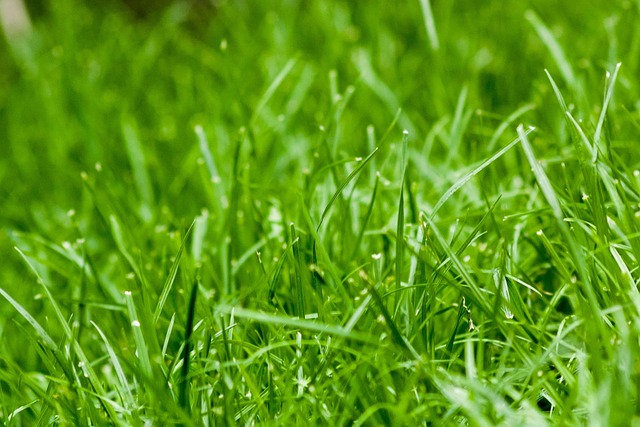 Free Grass Green Grass photo and picture