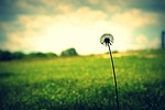 dandelion, flower, grass