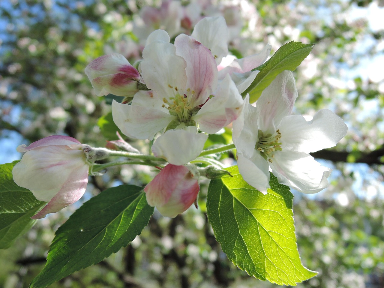 Árbol Florecer De Manzana - Foto gratis en Pixabay