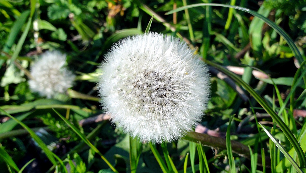 spring-2247444_1280.jpg
