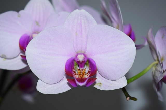 Floare, Orhidee, Flori, Orhidee Mov