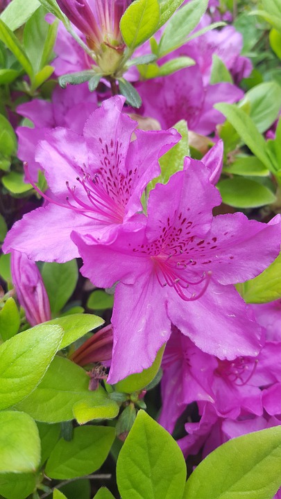 Azalea Flower Spring Azalea Flower Spring Flowers - Free photo on Pixabay - Pixabay