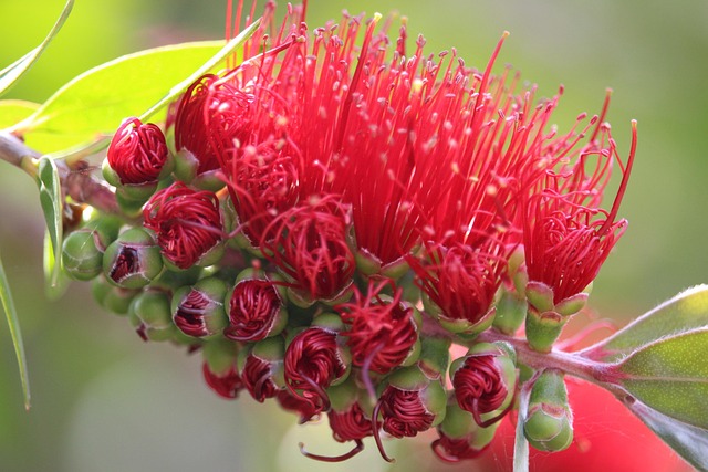 Free Callistemon Bottlebrush photo and picture
