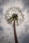 dandelion, mr hall, seeds