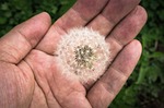 dandelion, mr hall, seeds