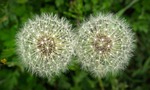 dandelion, mr hall, seeds