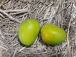 alphonso, alfonso, mangoes