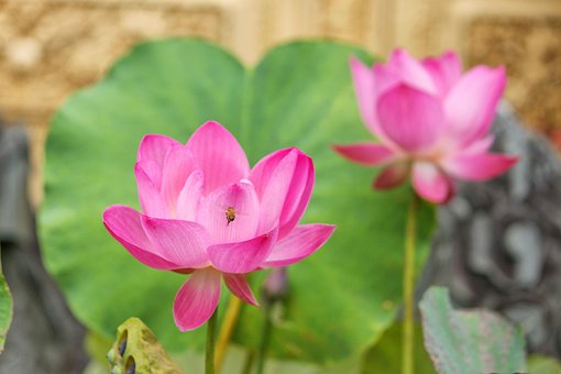 Lotus, Buddha, Teich
