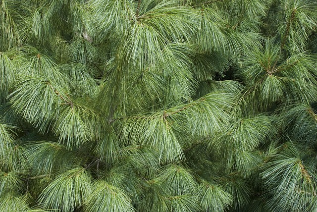 Free Tree Conifer photo and picture