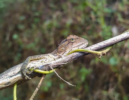 Chamäleon, Auge, Reptil, Tier, Eidechse