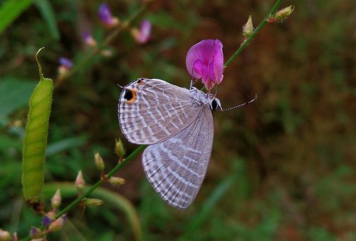 Schmetterling, Blume, Natur, Insekt