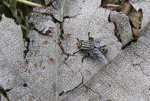 Fliege, Stubenfliege, Klein, Blatt