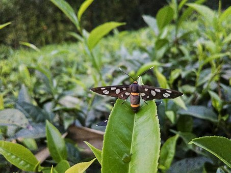 Insekt, Fliege, Käfer, Insekt, Natur