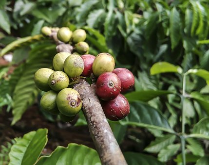 Coffe, Pflanze, Ameise, Rot, Grün