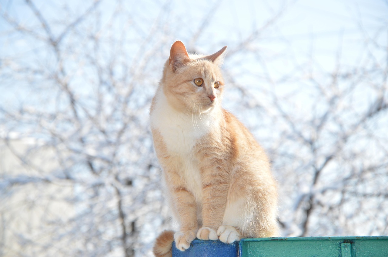 Red Cat - free online jigsaw puzzle photo