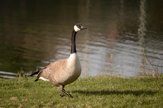 Gans, Gänse, Gans Zu Fuß, Gehen Gans