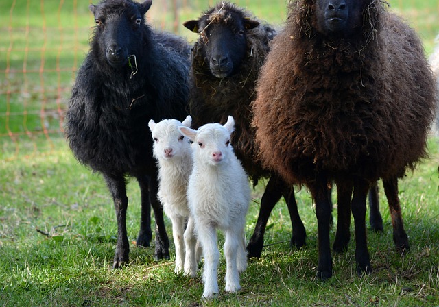 Free Nature Animals photo and picture