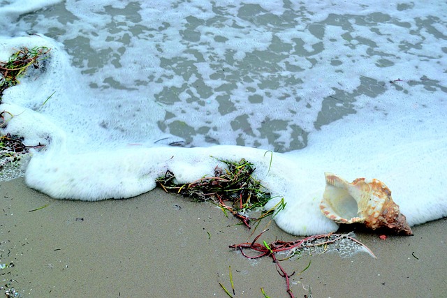 Free Sea Shore And Conch Beach photo and picture