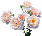 roses free, mother's day, women's day