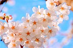 cherry, spring, japan