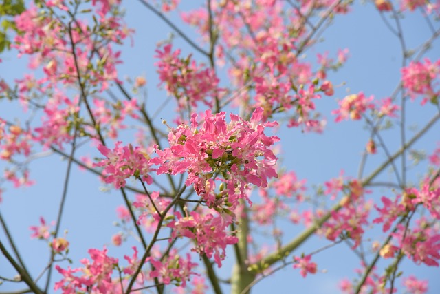 Planta, Flor, Exterior, Cielo Azul