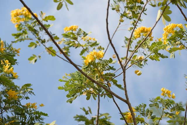 Planta, Hermosas Flores