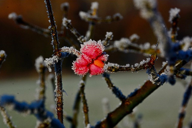 Free Flowers Brina photo and picture