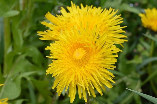 Free Meadow Flowers photo and picture