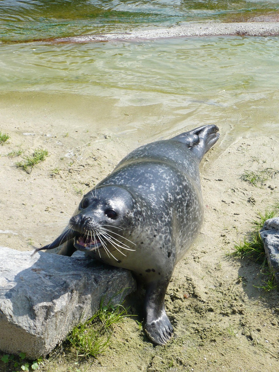 Free Seal Zoo photo and picture