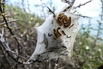 caterpillar, nest, dream nest