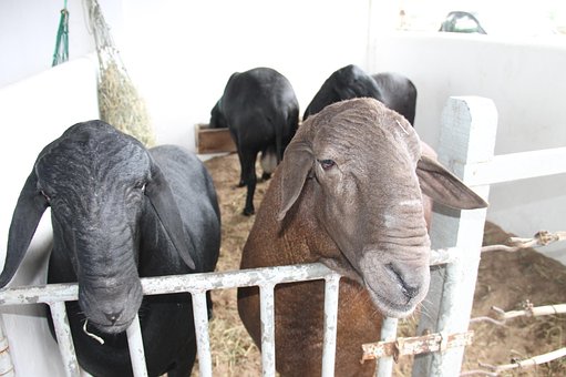 Schaf, Santa Inês, Sergipe, Brasilien